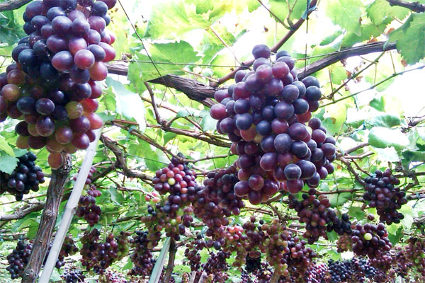 Đặc sản ở Phan Rang Nho v&agrave; gốm